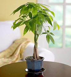 LOU'S BONSAI NURSERY GOOD LUCK MONEY BONSAI TREE (INDOORS)