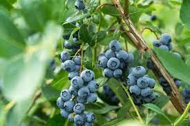Blueberry Bush Granular Sulfur Fertilizer (Soil Acidifier) - 50 Lbs..