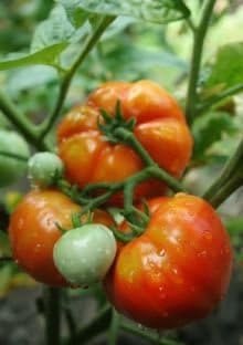 Clovers Garden Beefmaster Tomato Plants – Two (2) Live Plants – Non-GMO - Not Seeds - Each 4" to 8" Tall – in 4" Inch Pots – Indeterminate, Beefsteak