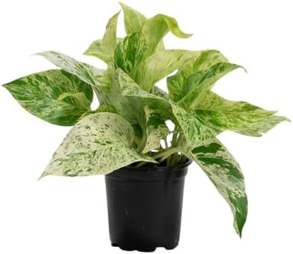 Variegated Green Yellow Pothos Live Plant, 4-6" Tall Hanging Houseplant, Pothos Plant for Indoor Outdoors Garden, Live Houseplants Without Pot