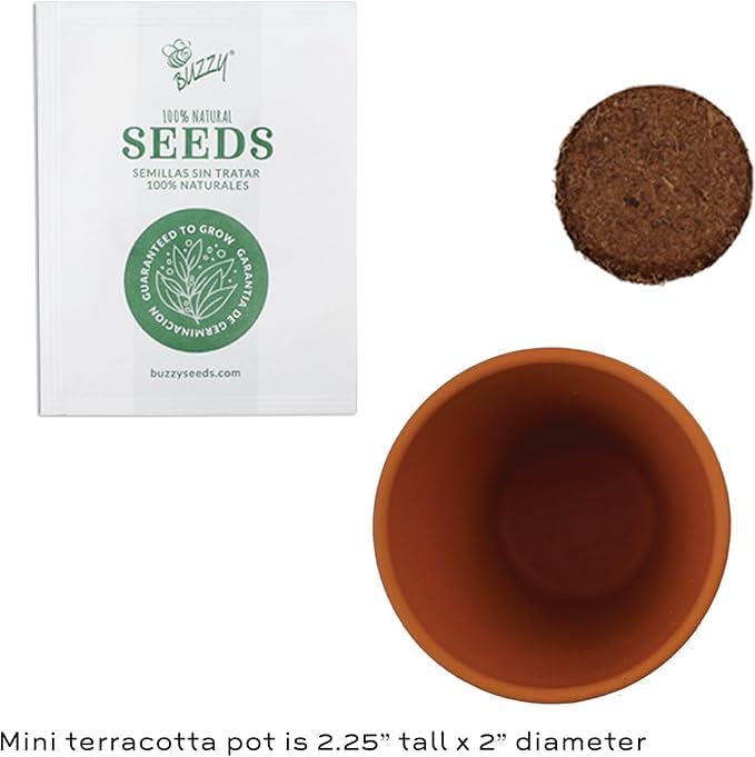 BUZZY Seeds Holiday Spruce Tree 12 Pack Mini Terracotta Grow Kits Includes All You Need to Sprout Evergreens, a Fun Stocking Stuffer, Party Favor or Corporate Gift