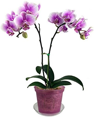 rePotme Slotted Clear Orchid Pots Growers Assortment (8 pots - 2 Each, Rose Quartz)