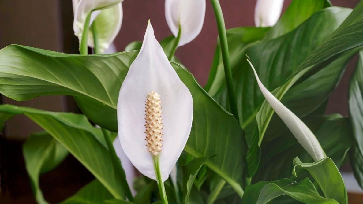 Gardenera's Peace Lily Soil Mix for Thriving Indoor Plants: Hand-Crafted for Optimal Growth