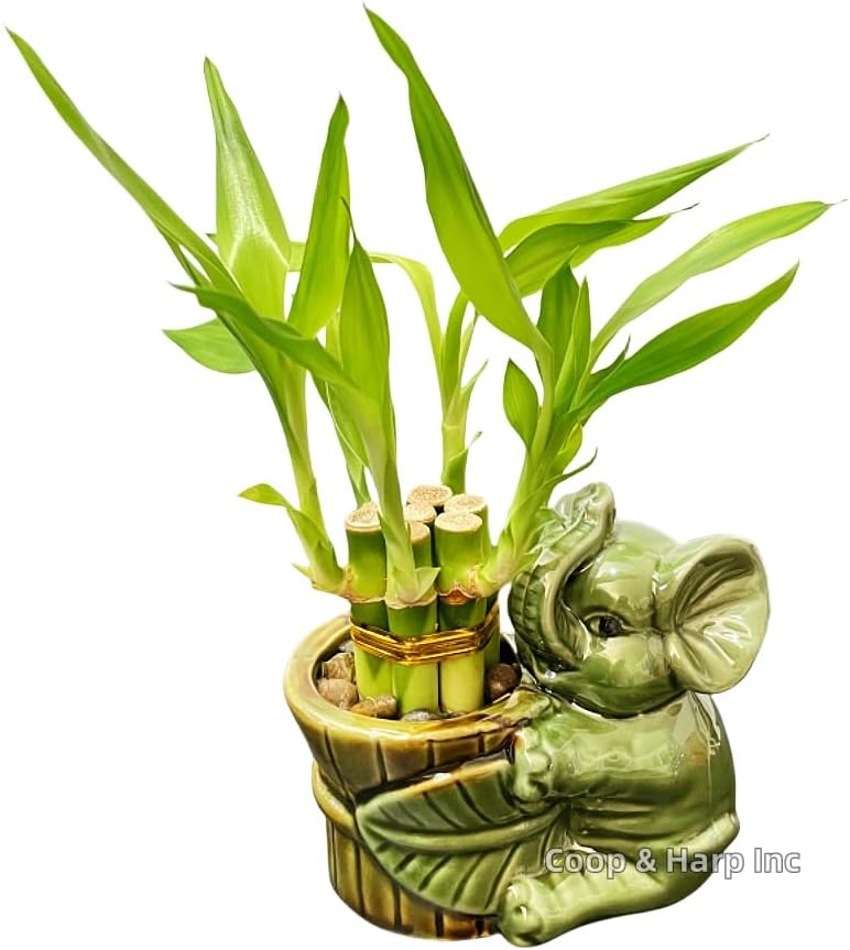 6-Stalk of 4" Small Lucky Bamboo Live Indoor Plant with Ceramic Vase, Live Indoor Lucky Bamboo for Home, Office and Gift (Elephant A)