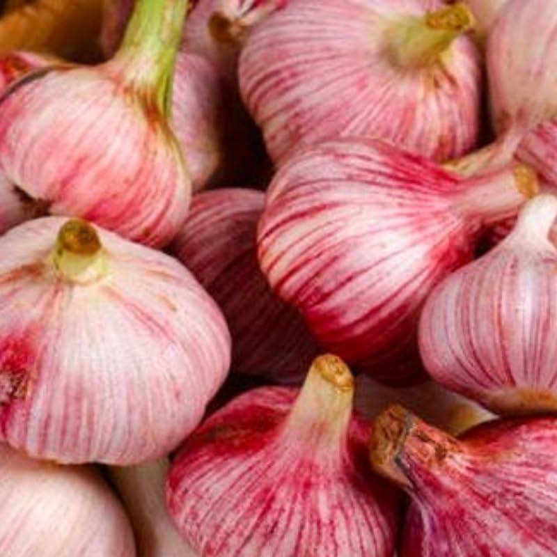 1 Pound Garlic for Planting in Fall Hardneck, 8-10 Chesnok Red Garlic Bulbs for Planting, Fresh and High Yield Bulb Variety Pack, Hardy and Fast Growing
