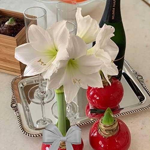 Waxed Amaryllis Bulb – Red Wax, White Blooms – Extra Large, No Water Needed, Winter Holiday Flower Décor & Gift-Ready for Thanksgiving, Christmas & New Year (1 Pack)