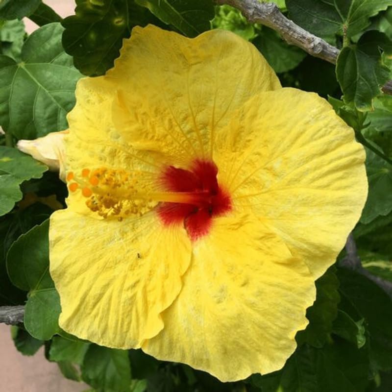 Tropical Yellow Hibiscus Plant Live, Hardy Hibiscus Flowers Colorful Blooms for Outdoor Landscapes, 8-10 Inch Height, Hibiscus Shrubs, No Pot, Well-Rooted