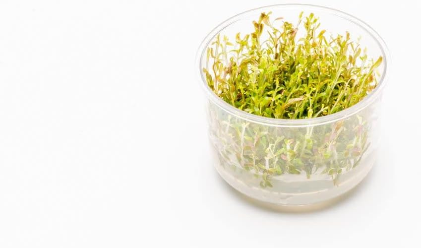 Ultum Nature Systems Rotala H'ra Tissue Culture Live Plant for Aquarium, Freshwater Fish Tank, Aquascaping - 100% Snail Free in Vitro