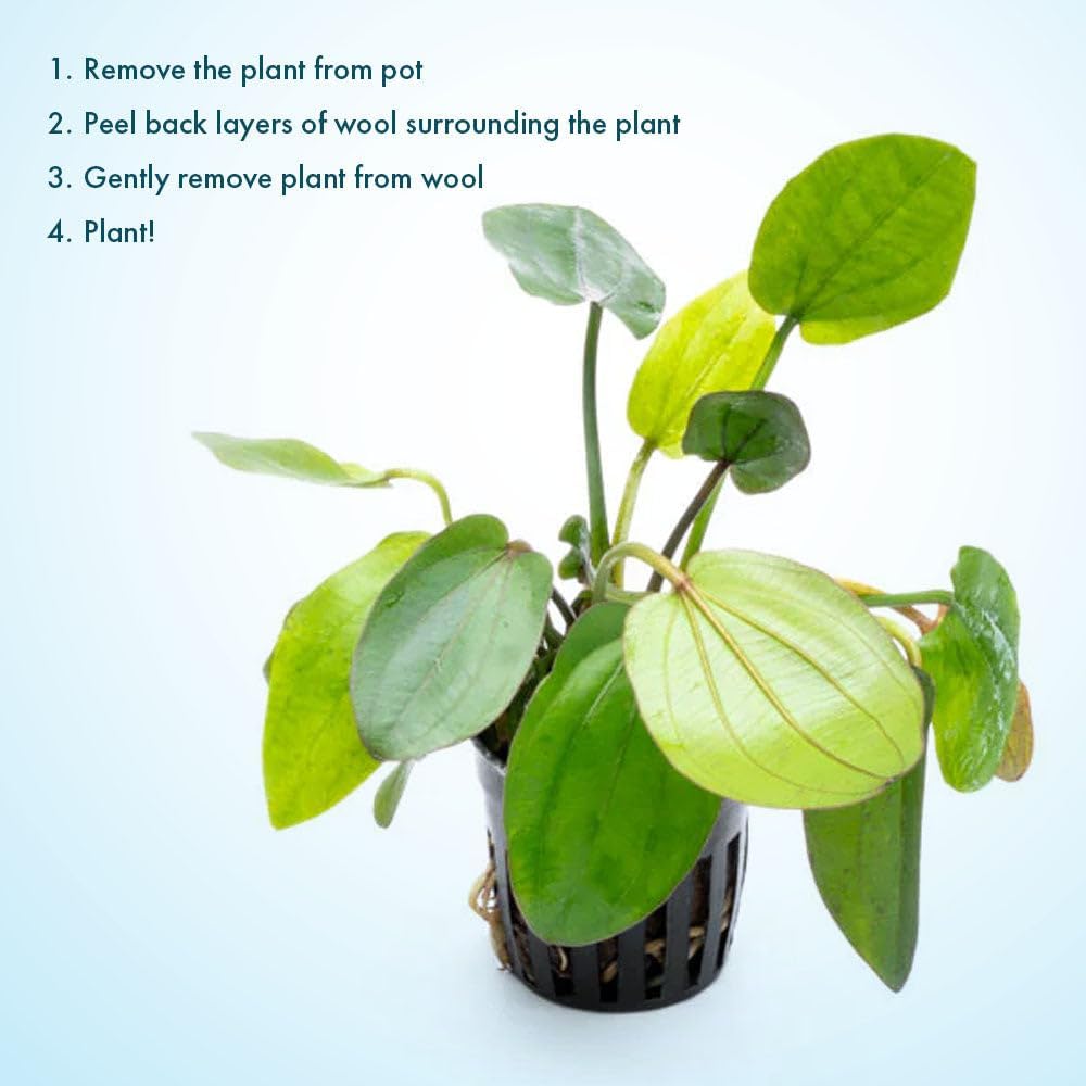 SubstrateSource Live Plants - Echinodorus ‘Horizontalis Variegated’ - Moderate to High Light, Green Variegated Accent, Midground to Background, Freshwater Aquatic Plant - Pot