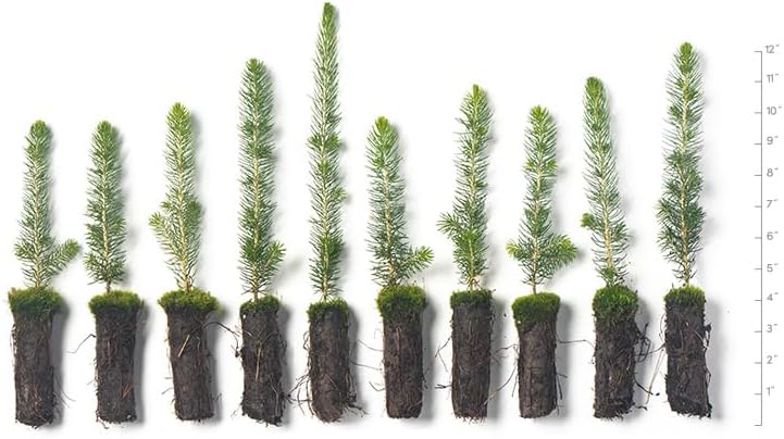 Black Hills Spruce Live Tree Plug Seedlings | 6"-12" | Arbor Day Foundation (10-Pack)
