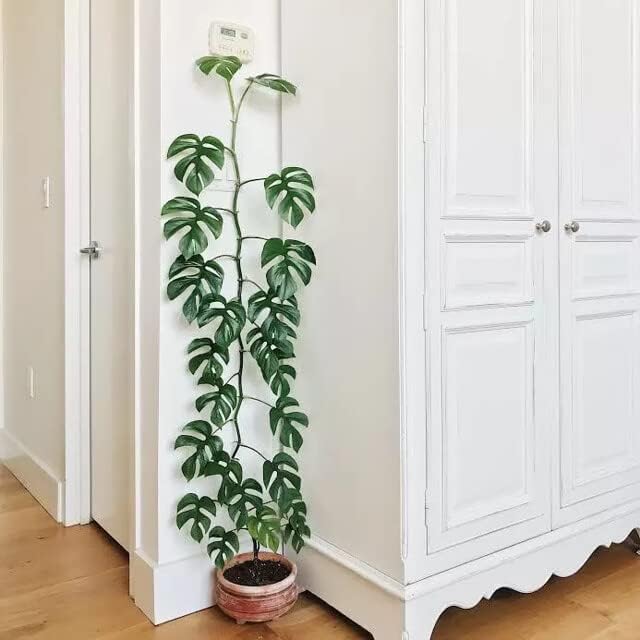Mini Monstera Planting Mix - Promotes Steady Growth and Vibrant Foliage - 10 Quart (2 Bags of 5 Quart)