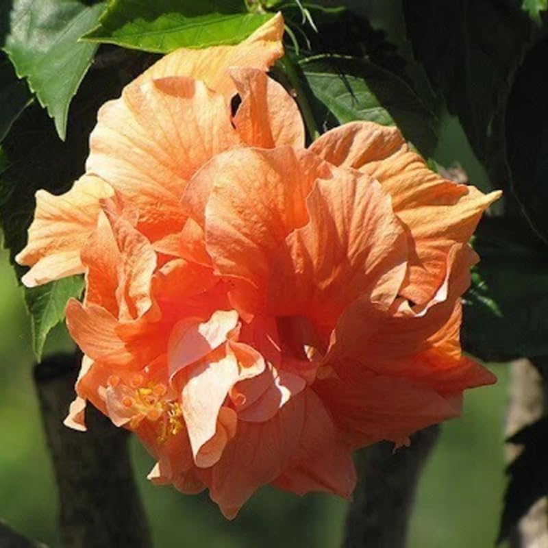 Golden Peach Hibiscus Plant Live, Hardy Hibiscus Flowers Colorful Blooms for Outdoor Landscapes, 8-10 Inch Height, Hibiscus Shrubs, No Pot, Well-Rooted