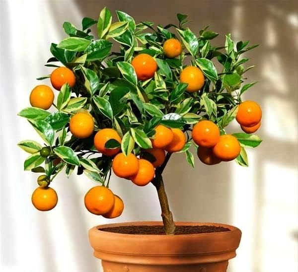 Gardenera's Tangerine Tree Planting Mix : The Perfect Soil Formula for Thriving, Healthy Citrus Fruits! - 5 Quart