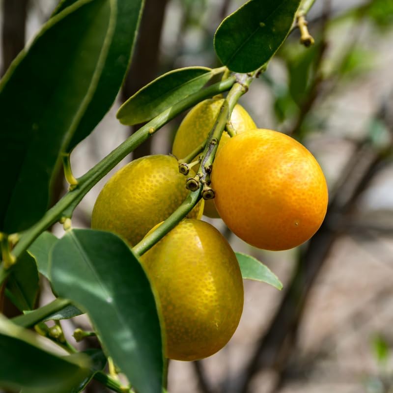 Kumquat Tree, 2 Ft Tall Grafted Kumquat Plant Live in 3 Gallon, Perennial Citrus Fruits Tree Plant for Outdoors, No Ship to CA