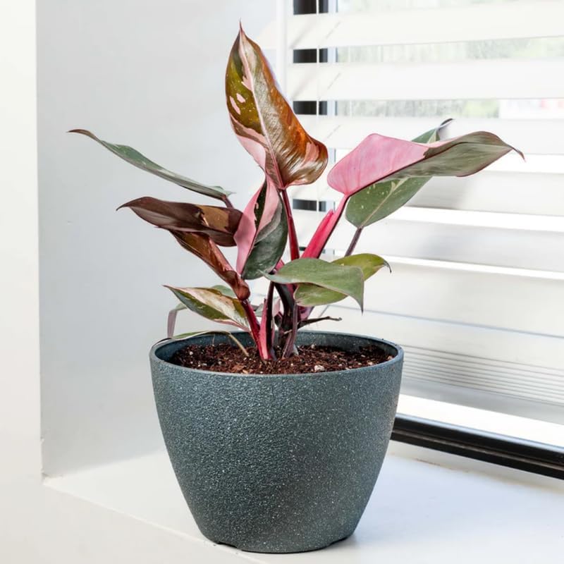 2 Pink Princess Philodendron Live Plant 5-9" Tall, Rare Tropical Indoor Houseplant Home Garden