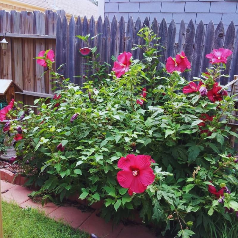 Red Hardy Hibiscus Live Plant – 5–7 Inch Tall Perennial Hibiscus Tree, Outdoor Flowering Plant for Garden, Landscape & Patio