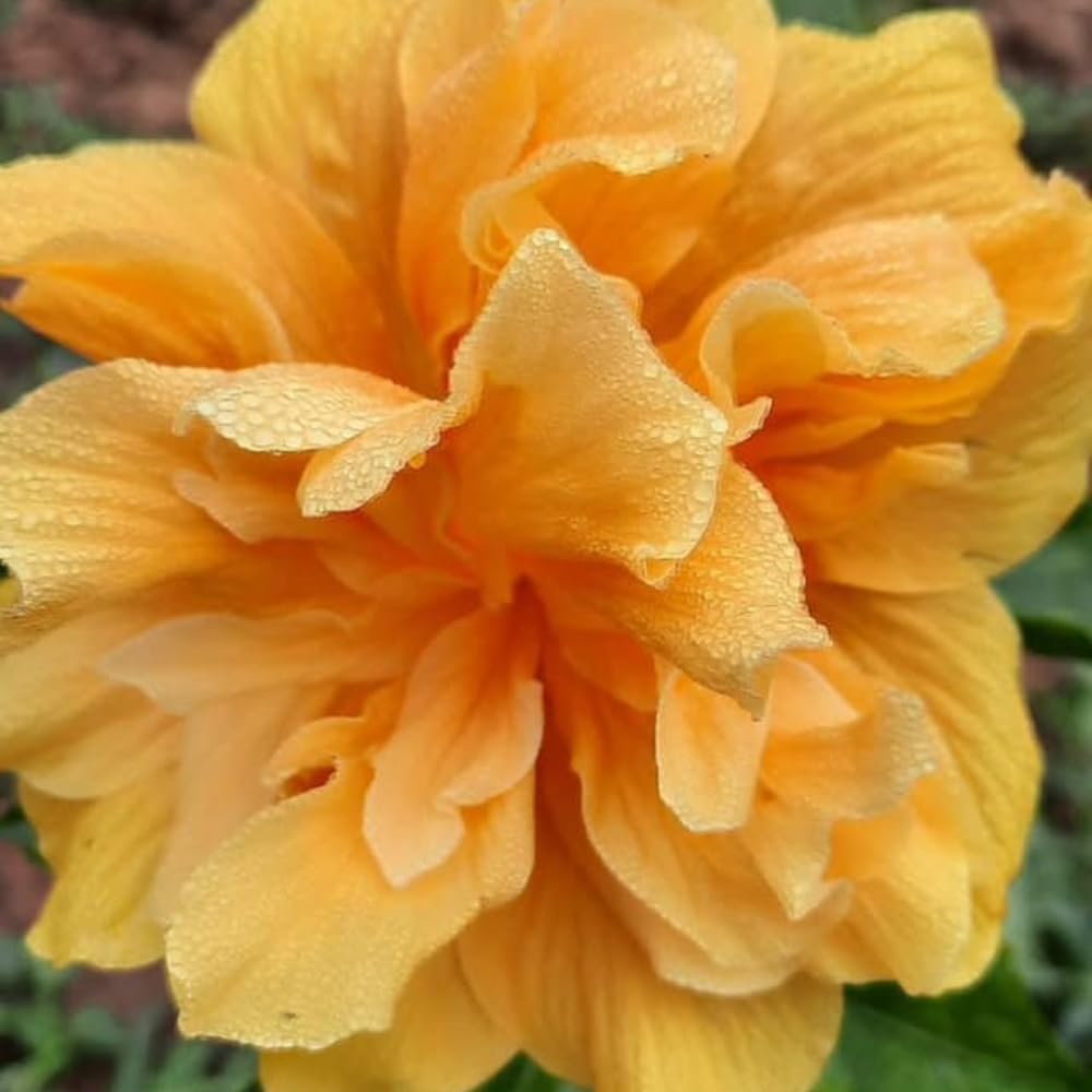 2 Hibiscus Live Plants, Clump 8-12” Tall, Hardy Hibiscus Plants Live, Hibiscus Trees Flowering Shrub (Double Peach Hibiscus)