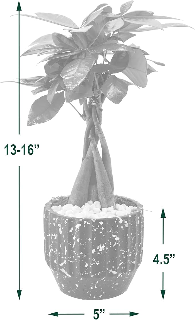 Arcadia Garden Products LV48 Money Tree, Live Indoor Plant in Speckled Splash Ceramic Planter for Home, Work, or Gift, Red