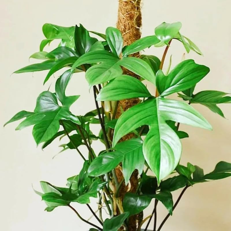 2 Beauty Philodendron Live Plant 5-9" Tall, Rare Tropical Indoor Houseplant Home Garden