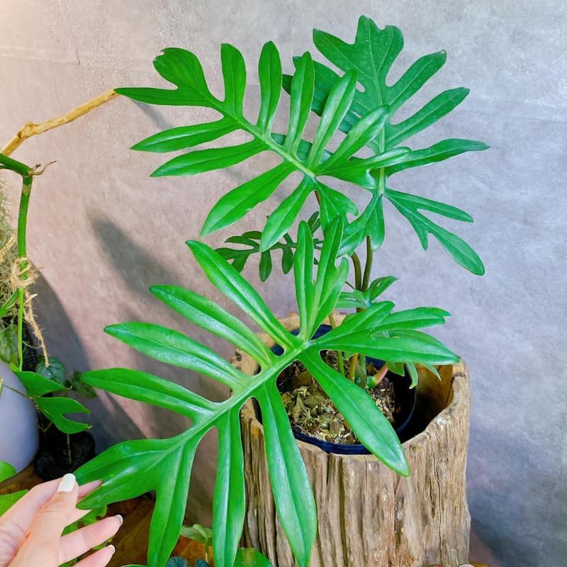 2 Green Philodendron Live Plant 5-9" Tall, Rare Tropical Indoor Houseplant Home Garden