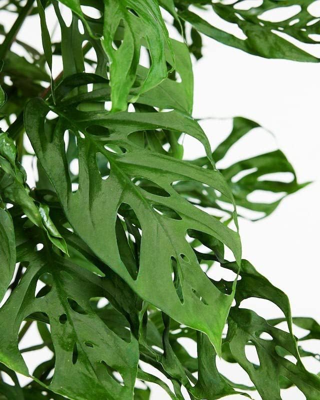 Monstera ADANSONII Plant Soil: Expert Blend for Optimal Growth & Root Development - 4 Quart