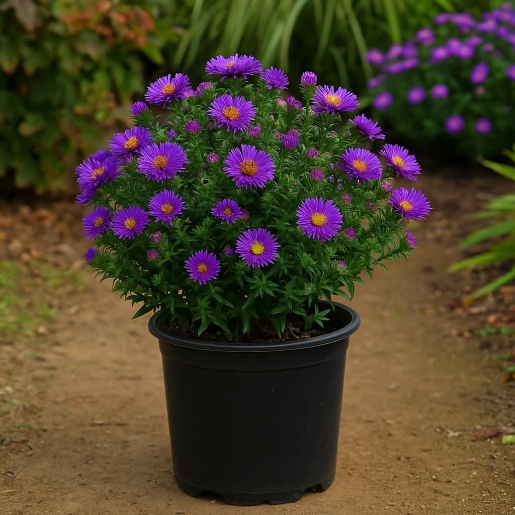 Perennial Farm Aster Novae-Angliae 'Purple Dome' – Live Dwarf New England Perennial in #1 Container, Compact Habit with Violet-Purple Blooms, Late Season, Pollinator Friendly, Ideal for Borders & Beds