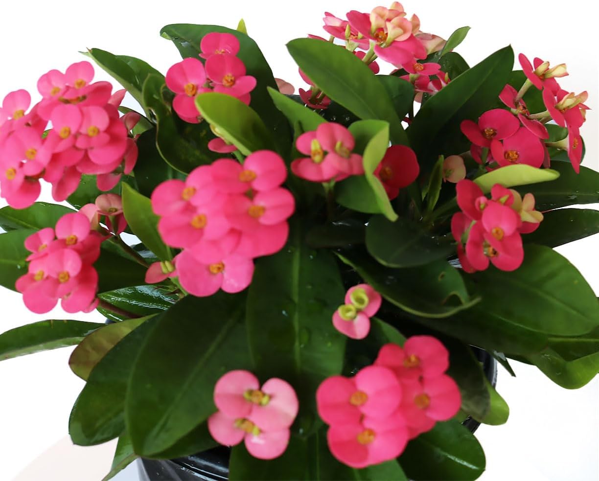 American Plant Exchange Live Crown of Thorns 'Pink' – 6-Inch Pot – Flowering Succulent with Thick Stems and Soft Pink Blooms, Drought-Tolerant Easy Care Plant for Sunny Windows, Patios & Gardens