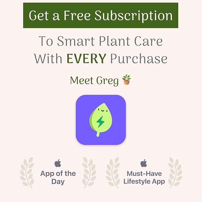 American Plant Exchange Spathiphyllium Peace Lily Live Plant, Large 10-Inch Pot, Indoor Flowering Houseplant, Easy Care, Low Light, Perfect for Home & Office, Housewarming, Sympathy Gift