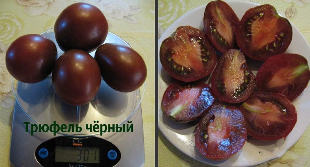 Seeds Black Truffle Tomato Japanese Determinate Non GMO Vegetable for Planting
