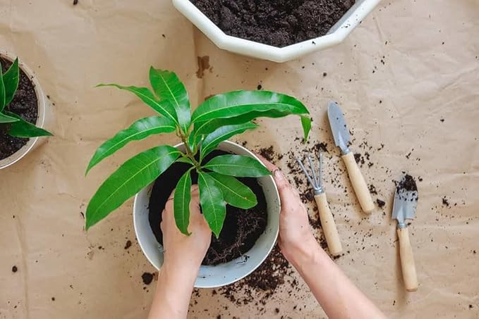 Premium Mango Tree Potting Soil by Gardenera - Infuse Your Garden with Sweet and Juicy Mangoes and Vibrant Vitality - 2 Quart