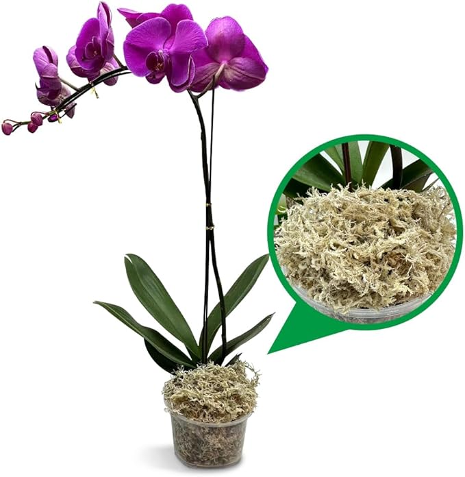 Natural Long Fiber Sphagnum Moss 42QT for Orchid Potting Mix, and Moss Pole for Plants Indoor. Ideal for Propagating Plants, Maintaining Humidity for Reptiles, Isopods in Paludarium, Aquascape (12 OZ)