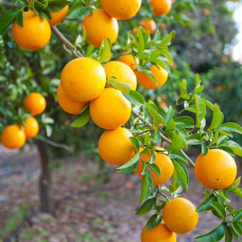 Large Valencia Orange Tree Live Plant 2 to 3 Feet Tall, Valencia Orange Fruit Tree Live, Valencia Orange Outdoor Potted Tree No Ship to CA