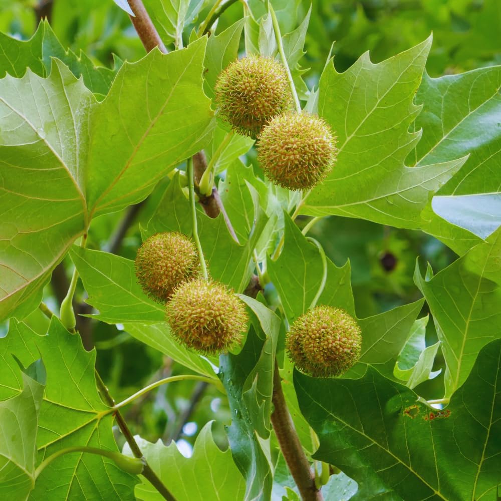 Sycamore Tree Plant Live, 6 to 12 Inc Tall, Sycamore Shade Tree Live Plant Garden