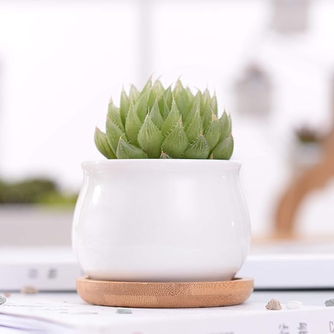 Succluent Pots ,Small Flower Pots Planter Pots with Drinage,Ceramic Flowers Pots with Bamboo Tray for Cactus(12 Pack