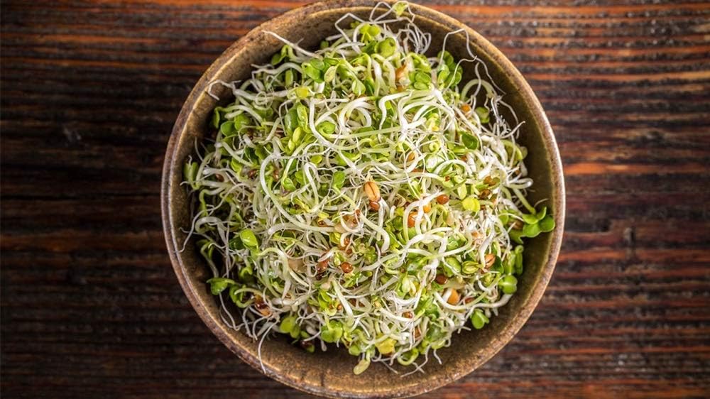 Alfalfa Microgreen seeds-16 oz COOL BEANS n SPROUTS Brand - Home Gardening.