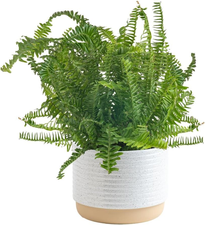 Costa Farms Kimberly Queen Fern Live Plant in Decorative Pot, Indoor & Outdoor Houseplant, Perfect for Home, Room, or Office Decor, Great House Warming or Birthday Gift, 12-18 Inches Tall