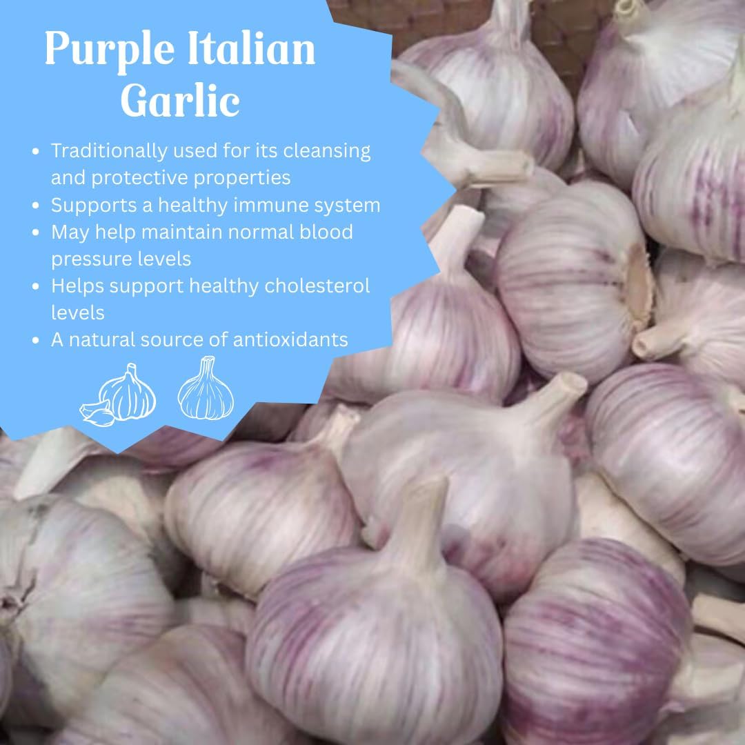 1 Pound Hard Neck Garlic for Planting in Fall, Purple Garlic Bulb for Planting, Fresh and High Yield, Cold Hardy, Planting Softneck Hardneck