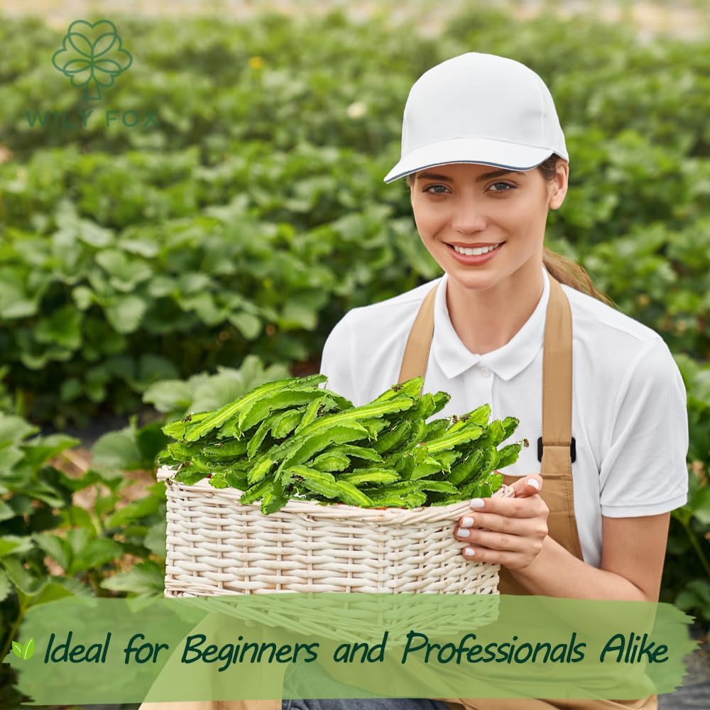 Rare Winged Bean Seeds - 15 Seeds, Non-GMO, Heirloom Vegetable Dragon Four-Angled Bean Seed for Planting β High-Yield, Nutritious, Tropical Climbing