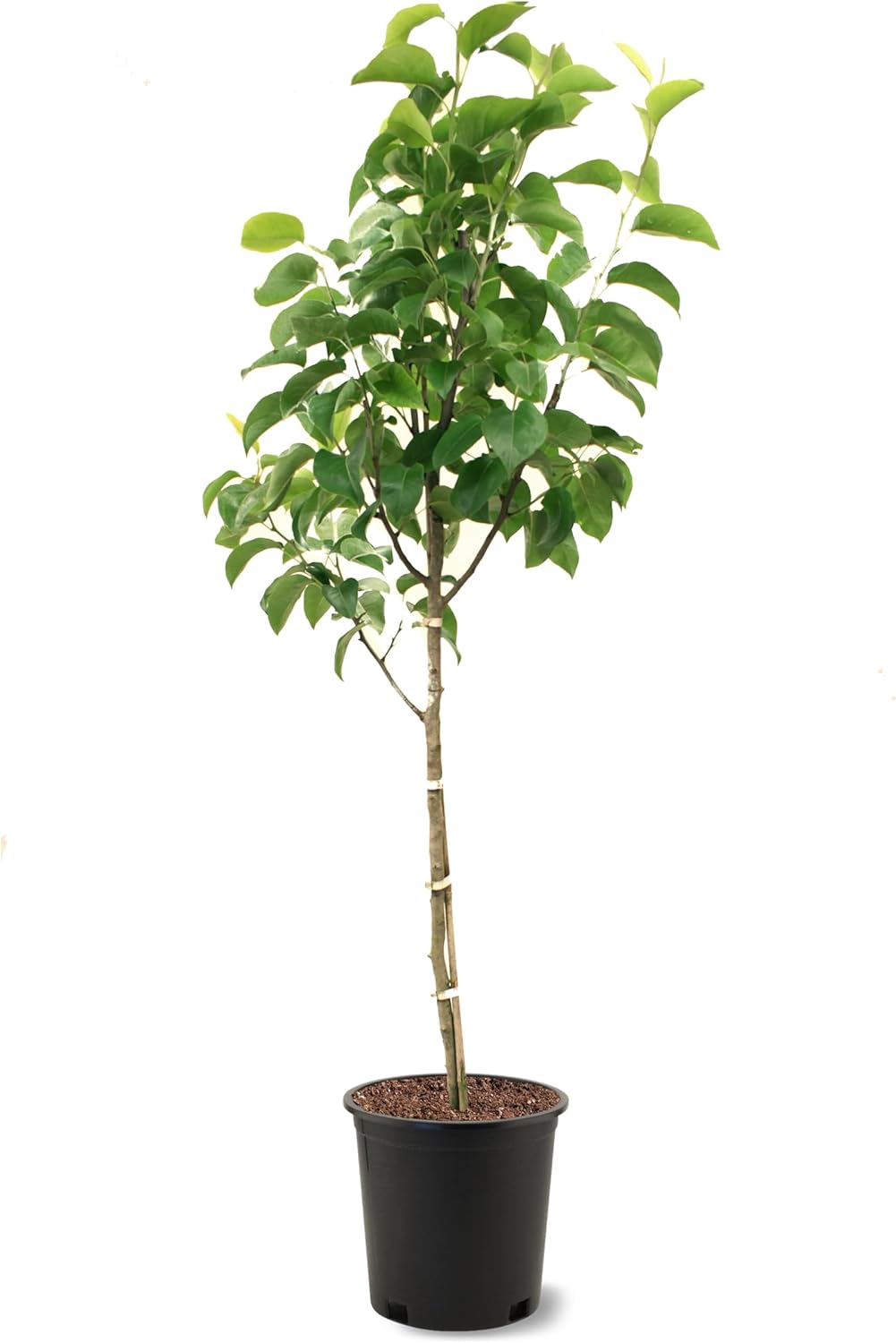 American Plant Exchange Shinseiki Pear Trees, 5 Gallon Pot, 3-4ft Tall, Semi-Self Pollinating, Live Fruiting Tree, Large Outdoor Landscape Plant, White Flowers, Ideal for Fresh Eating or Canning