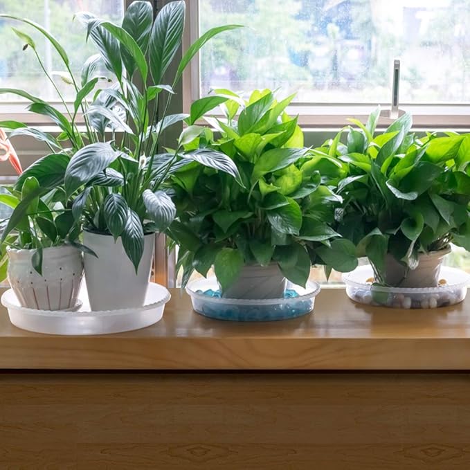 MUDEELA Plant Saucer 6 Pack of 12 inch, Durable Plastic Plant Trays for Indoors, Clear Plastic Flower Plant Pot Saucer, Made of Thicker, Stronger Plastic, with Taller Design