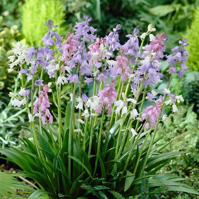 Spanish Bluebell Mixture - Perennial Spanish Bluebells (Wood Hyacinth) Bulbs for Planting | Spring Flowering Bulbs, Bell Shaped Flowers - Easy to Grow (50 Pack)