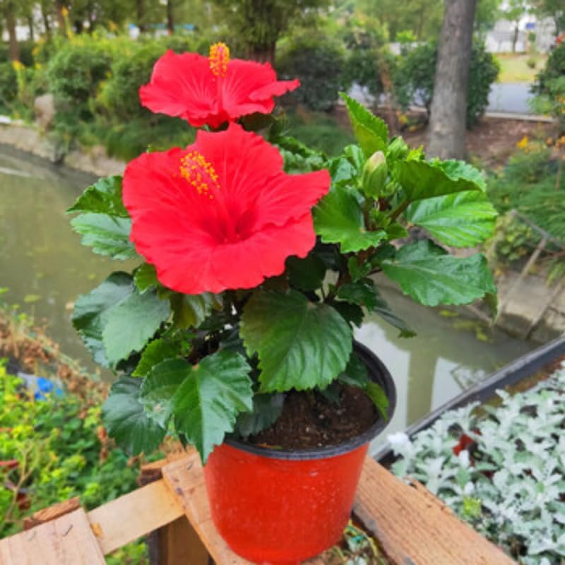 Red Hibiscus Plant Live, Hardy Hibiscus Flowers Colorful Blooms for Outdoor Landscapes, 8-10 Inch Height, Hibiscus Shrubs, No Pot, Well-Rooted