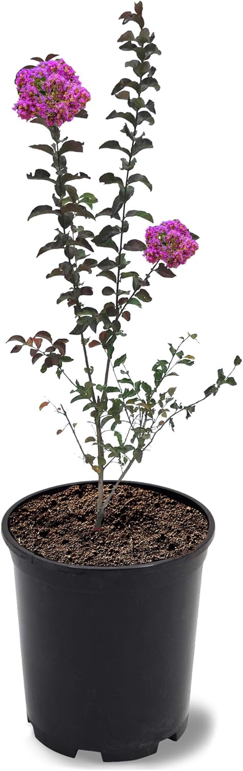 American Plant Exchange Miss Sandra Crape Myrtle Tree Live, 1-Gallon Pot, 1-1.5ft Tall, Vibrant Purple Flowers, Drought-Tolerant, Large Outdoor Landscape Accent, Year-Round Beauty