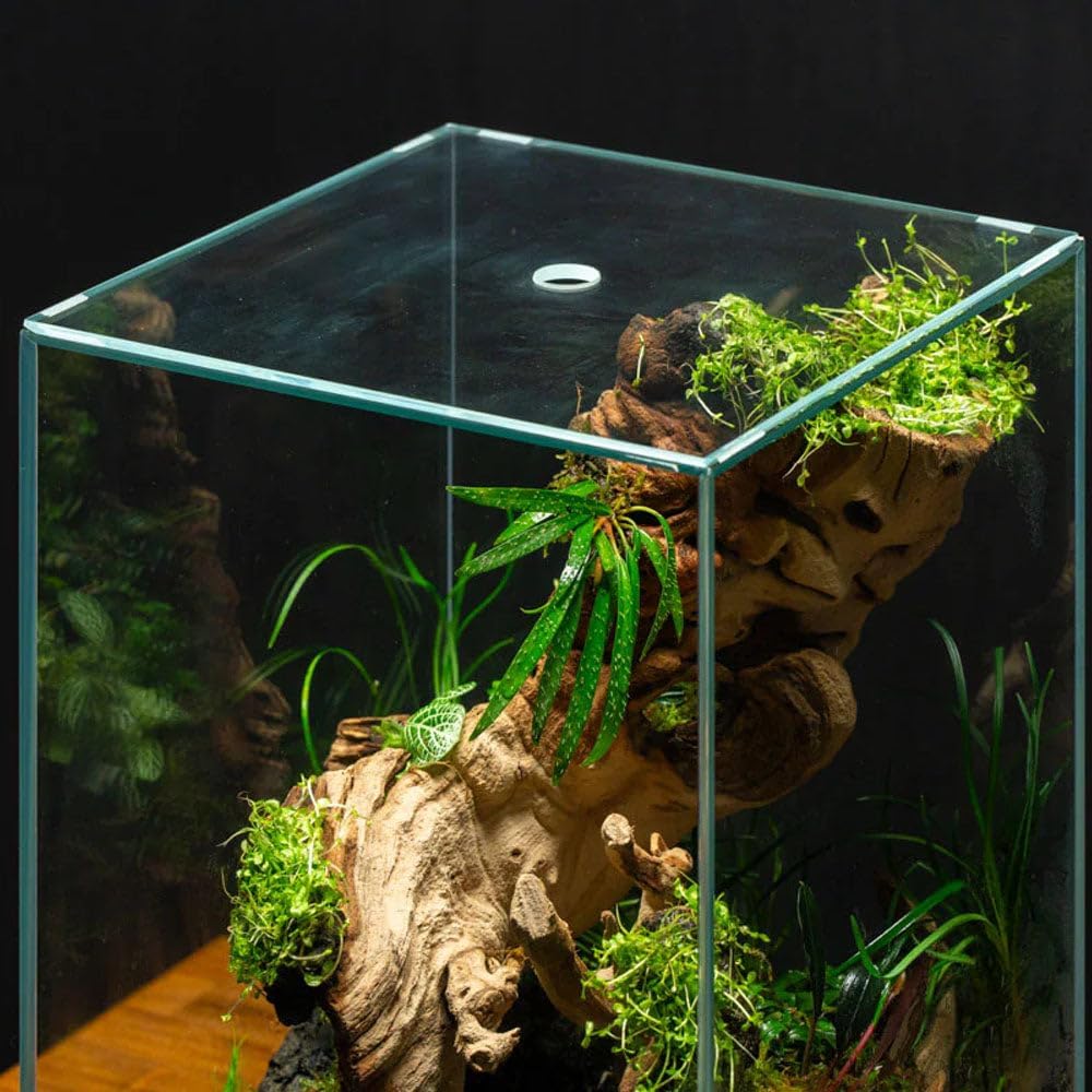 SubstrateSource Live Jungle Plant - Homalomena sp. 'Sub-Hasei' - Moderate Care, Low to Medium Light, Green Accent, Vivarium or Paludarium Terrestrial Rosette - Loose/Bare Root