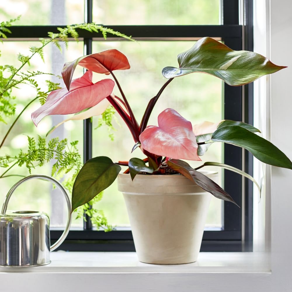 2 Philodendron Live Plant 5-9" Tall, Rare Tropical Indoor Houseplant Home Garden (Mix Rare Philodendron)