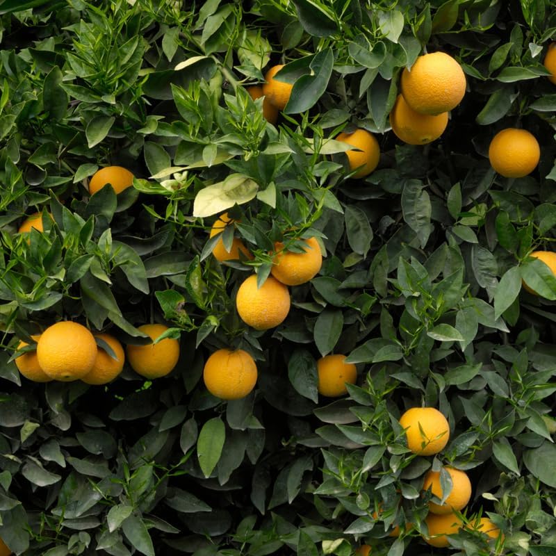 Orange Tree Plant Live in Pot, Sweet Navel Orange Citrus Fruit Tree for Planting, 2 to 3 Feet Tall Yellow Orange Citrus Plant in Pot, Live Orange Trees Plant, No Ship to CA