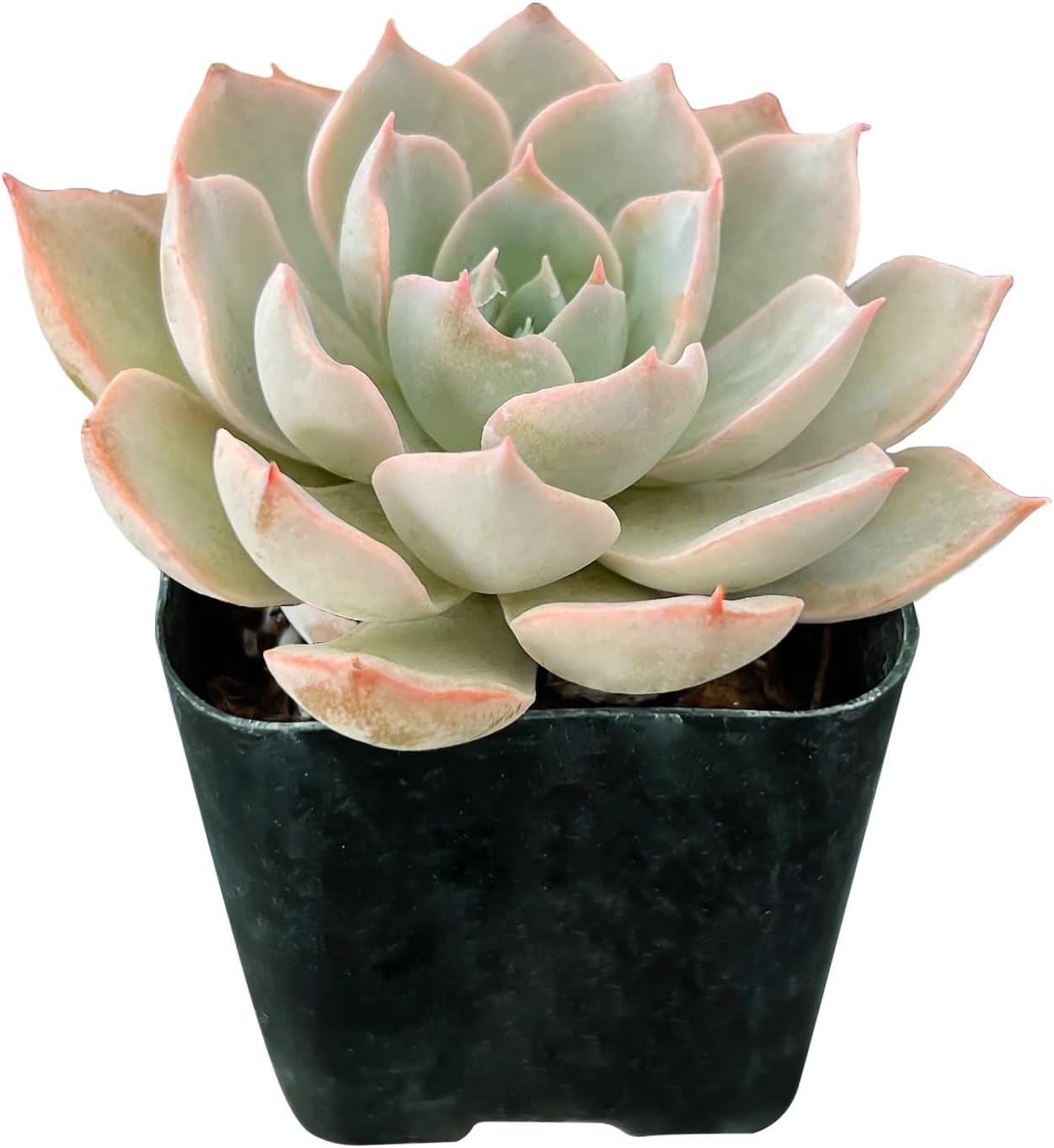 Sprout N Green Echeveria Desmetiana De Smelt, 1 Live Mini Succulent Plant Fully Rooted in 2 inch Starter Pot, Real House Plant for Indoor Outdoor Home Office Wedding Decoration Party Favor