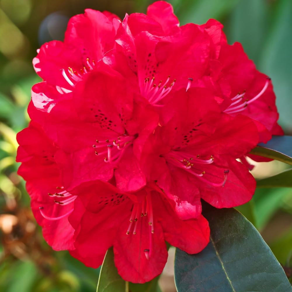 Rhododendrons Plant Live, Red Rhododendron Shrub, Large Flowering Tree 1 Gallon Potted for Gardening