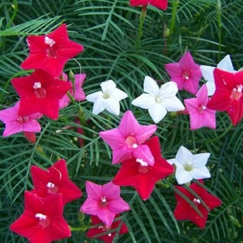 Seeds Flowers Cypress Vine Mix (Quamoclit) - 30 Seeds
