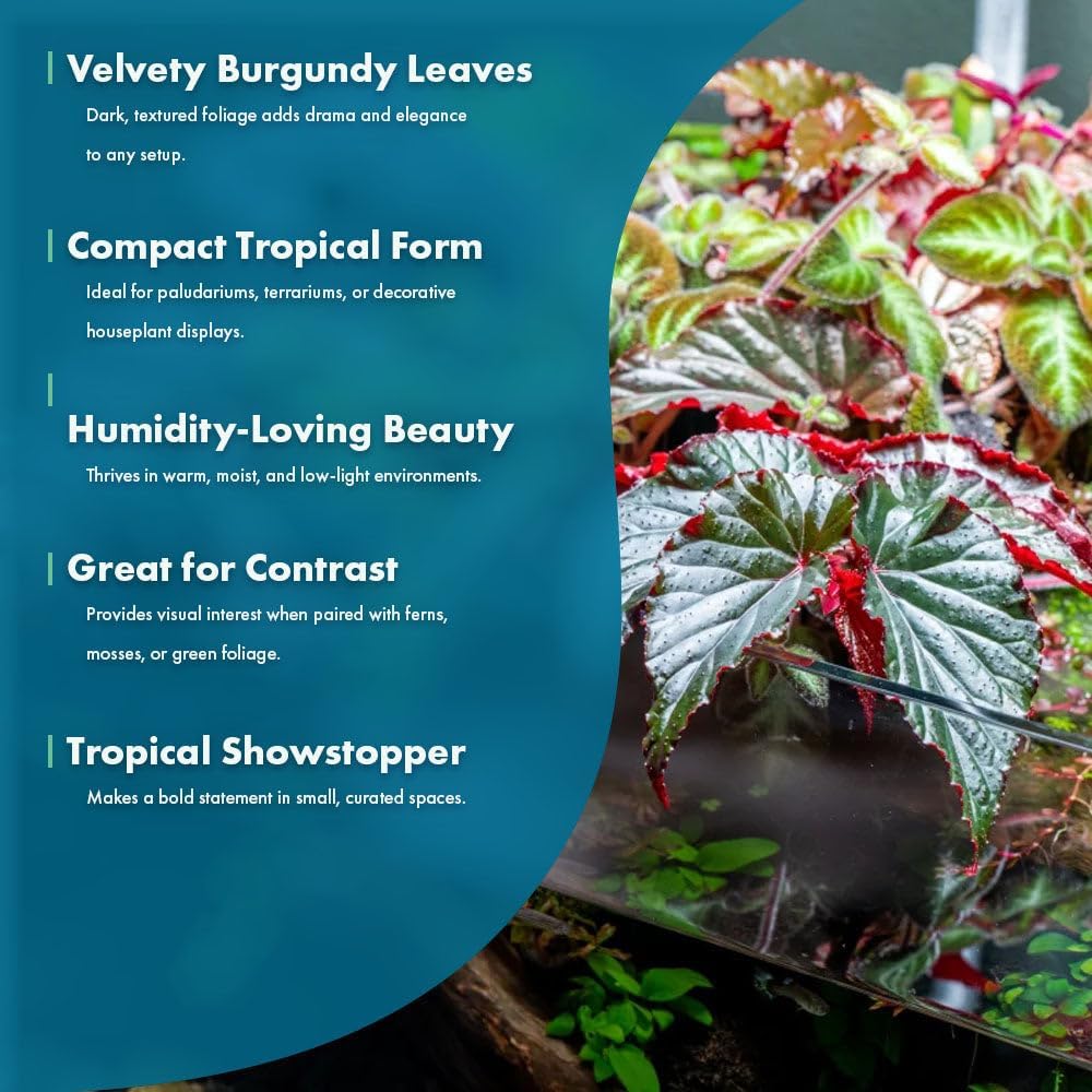 SubstrateSource Live Jungle Plants - Begonia Arabian Sunset (Begonia sp.) - Medium to High Light, Bronze Red Orange Accent, Terrarium or Paludarium, Terrestrial Plant - Pot